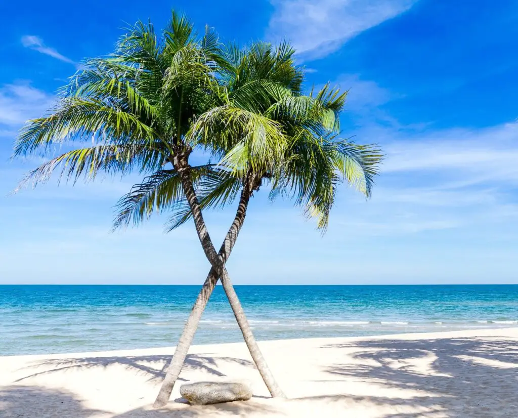 beach, palm trees, sea-1822544.jpg